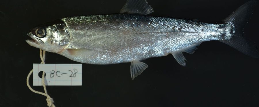 【生物】琵琶湖の名物「ビワマス」実は新種だった　100年ぶりの「学名」命名　琵琶湖博物館